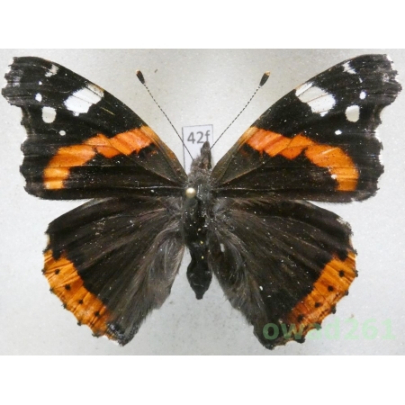Vanessa atalanta (Linnaeus, 1758) Poland42f